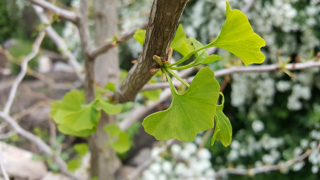 ginkgo list